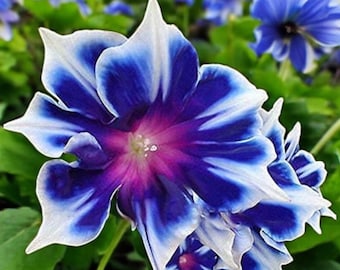 Morning Glory 100 frön – Klätterväxter för trädgårdar