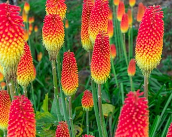 100 Red Hot Poker Frön (Kniphofia) – Orange & Gula Fackelliljor