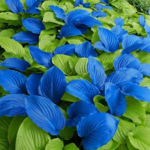 May include: A dense cluster of hosta plant leaves featuring a striking contrast between vibrant, solid blue foliage and bright, light green foliage. The leaves are broad, oval-shaped, and display prominent parallel veins throughout their surfaces.