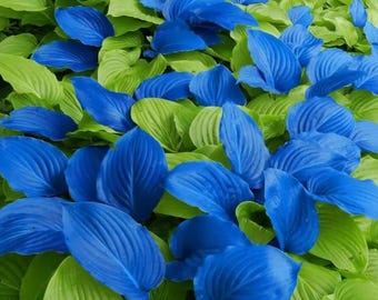 100 Rare Blue Hosta Seeds – Elegant Shade Garden Favorite