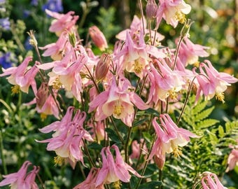300+ rosa aklejafrön för trädgårdsplantering – Heirloom-variant
