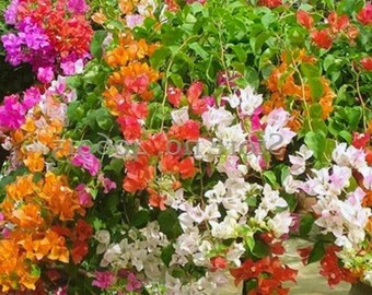 100 Mixed Color Bougainvillea Seeds – Santa Rita Flower Bonsai Plant for Garden