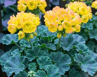 Gyllene årens äppelblomspelargon 10 frön Pelargonium Rosenknopp Sällsynt blommande växt