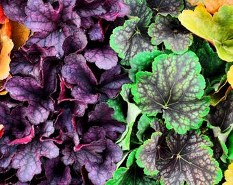 100 regnbågsfärgade Heuchera-frön | Blandade korallklockor för skuggiga trädgårdar