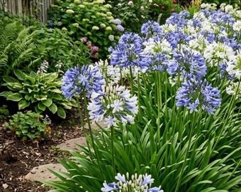 50 Heirloom Bicolor African Liljesfrön – Tvåfärgade trädgårdsblommor