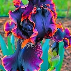 Peut inclure: Gros plan sur une fleur d'iris vibrante, avec des pétales violets profonds bordés d'orange vif et de rose. Les bords froncés et les motifs complexes de la fleur créent un affichage visuel saisissant. Un bouton vert est visible.