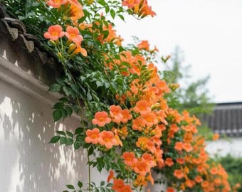 Kolibri Trumpet Creeper Frön 100 – Orange Blomranka