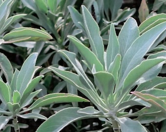 100 frön av vit salvia (Salvia apiana) – Sällsynt flerårig medicinalört