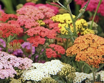 100+ Yarrow Colorado Mix Frön | Flerårig vildblomma Xeriscaping Icke-GMO