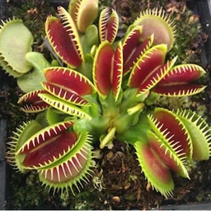 Peut inclure: Une plante Dionaea muscipula présentant de multiples pièges ouverts aux intérieurs rouge vif et aux bords vert clair. Chaque piège est bordé de cils rigides et entrelacés, poussant à partir d'un groupe central de tiges vertes dans du terreau.