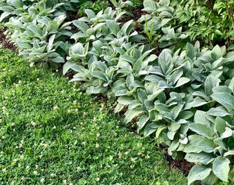 100 Lammöra (Stachys byzantina) Frön – Silverfärgade luddiga blad och lila blommor