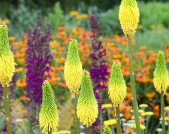 25 klargula röda heta pokerfrön – Kniphofia fackellilja fleråriga blommor