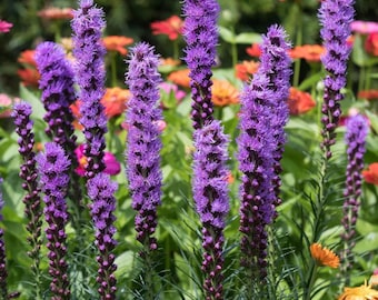 100 Liatris spicata (Liatris spicata) Gayfeather Blomfrön