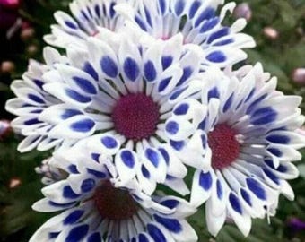 20 blå fönsterprästkragefröer – Färgglad blå, gul och vit vår- och sommarblommaträdgård