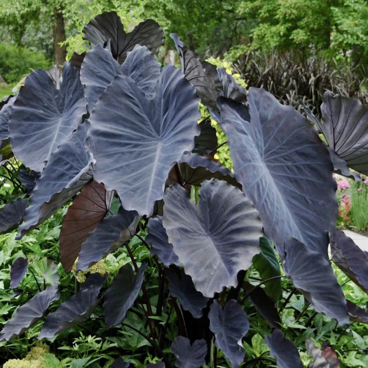 Colocasia black - Etsy.de