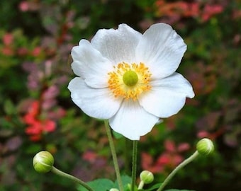 Vita japanska anemonfrön – Eleganta fleråriga höstblommor i trädgården