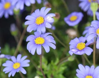 200+ Blå Margueritprästkragefröer – Charmig blå blommande växt för trädgårdsplantering