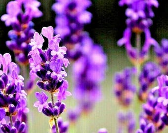 100+ Lavendel Vera frön flerårig vårmyggmedel