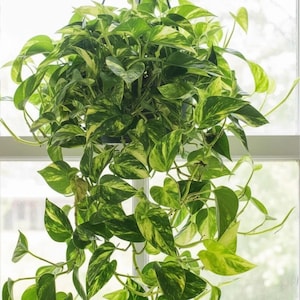 Puede incluir: Una planta de interior colgante con hojas abigarradas verdes y amarillas vibrantes. La planta está en una maceta colgante negra, con largas enredaderas en cascada hacia abajo. Las hojas tienen forma de corazón. La planta está frente a una ventana.