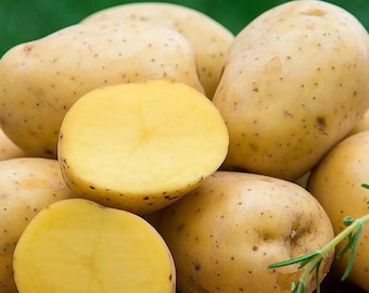 Yukon Gold Potatisfrön – Slät gult skal, Rik Smörig Smak (100+ Frön)