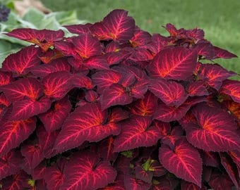 25+ Superfina Rainbow Volcano Coleus Frön – Livfulla Färgglada Bladväxter för Trädgård & Inomhusodling