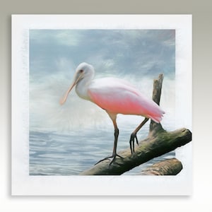 Spoonbill Art Print, Pink Tropical Birds, Water Bird, Wading Bird, Pink Spoonbill Painting Gift, Square Framed/Unframed Canvas or Art Print