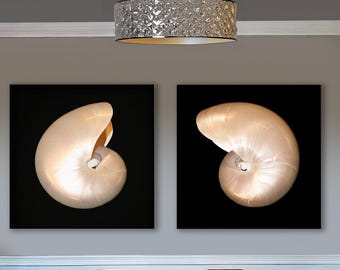 Lienzo de concha de nautilus: decoración de pared costera en blanco y negro