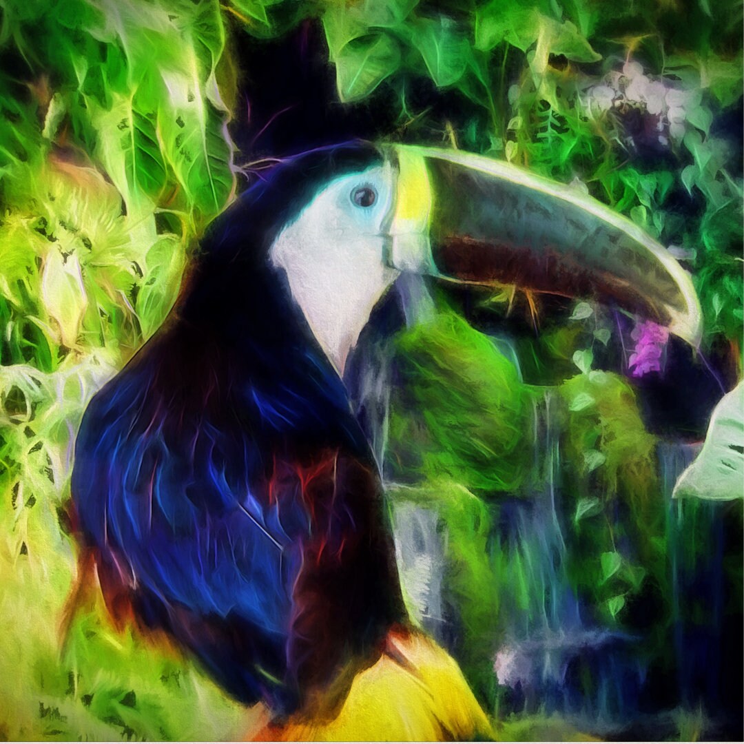 Toucan Tropical Fine Art Print Toucan Bird Art Beach Decor Etsy Toucan Tropical Fine Art Print Toucan Bird Art Beach Decor Etsy
