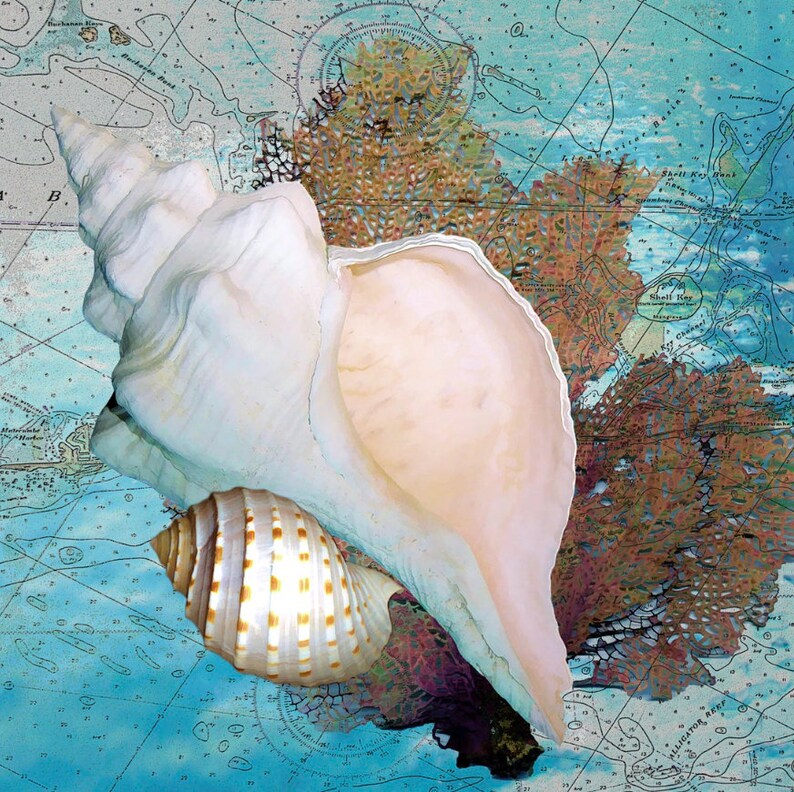 Seashell Art Nautical Beach Decor FramedUnframed Canvas or Fine Art Print Contemporary Coastal Art Seashell Painting Sea Fan /& Shells