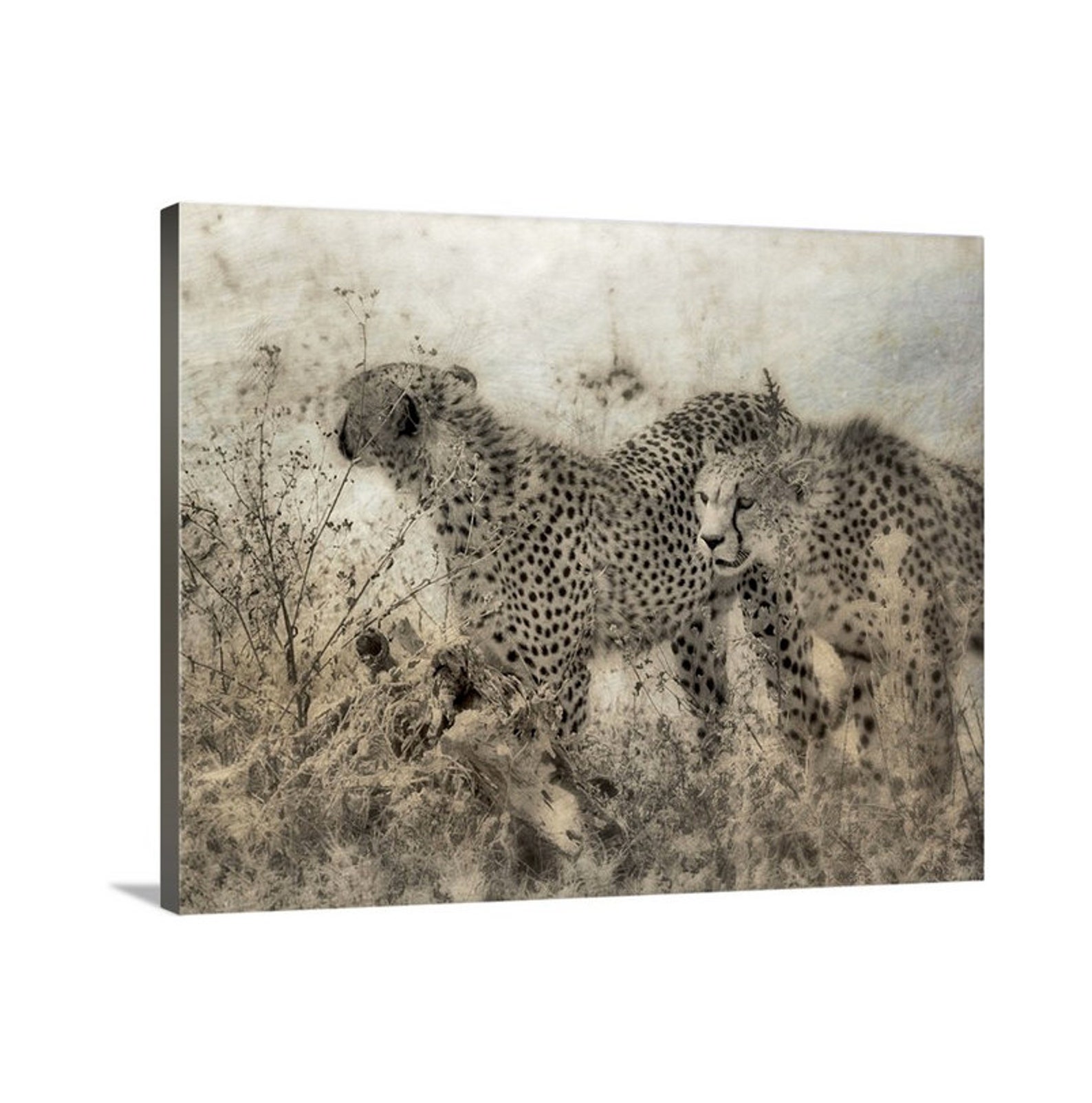 Cheetahs Rustic Cheetah Art Vintage Serengeti Africa Sepia | Etsy
