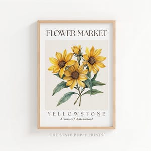 Puede incluir: Una lámina enmarcada con una ilustración botánica de flores amarillas Arrowleaf Balsamroot con hojas verdes. El texto FLOWER MARKET aparece en la parte superior y YELLOWSTONE Arrowleaf Balsamroot está impreso en la parte inferior.