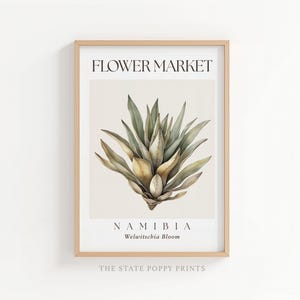Könnte beinhalten: Ein gerahmter Kunstdruck mit einer botanischen Illustration einer Welwitschia-Pflanze in gedeckten Grün- und Beigetönen. Der Text FLOWER MARKET steht oben, während NAMIBIA und Welwitschia Bloom unter der Pflanze auf cremefarbenem Grund stehen.