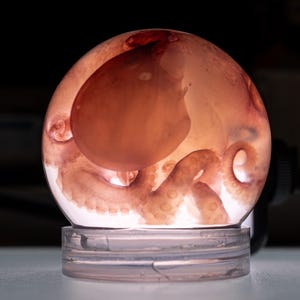 Könnte beinhalten: Ein klarer, kugelförmiger Briefbeschwerer aus Glas mit einem konservierten Oktopus-Exemplar. Der Oktopus ist rotbraun mit sichtbaren Saugnäpfen an den Tentakeln und schwebt in der transparenten Kugel, die auf einem flachen, runden Sockel ruht.
