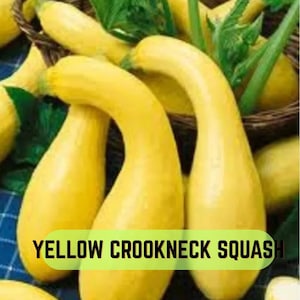 Puede incluir: Una colección de calabazas amarillas de cuello torcido con piel lisa y cuello estrecho. Las verduras están dispuestas en una cesta de mimbre oscura, acompañadas de hojas verdes, con el texto YELLOW CROOKNECK SQUASH superpuesto.