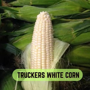 Peut inclure: Un épi de maïs blanc Truckers avec des rangées de grains pâles couleur crème partiellement exposés par son enveloppe verte et fibreuse. Le maïs est positionné verticalement, mettant en valeur la texture des grains et les feuilles vertes.
