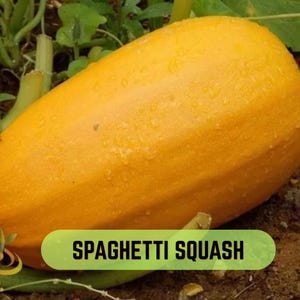 Spaghetti Squash - Vintersquash, arvsgrönsak, icke-GMO, trädgård, 25+ frön