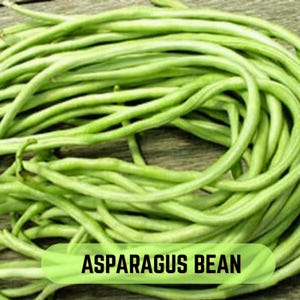 Yard Long Bean (Asparagus Bean ) – Growing Vegetable 15 Seeds