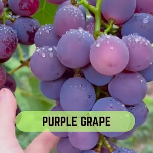 Uvas moradas dulces y jugosas para mesa, ideales para viñedos y jardines domésticos (30 semillas)