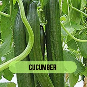 May include: Close-up of several green cucumbers growing on a vine, surrounded by green leaves and stems. The word "CUCUMBER" is displayed in a green banner at the bottom of the image. The cucumbers appear fresh and ready for harvest.