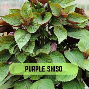 Tia to Plant - Etsy