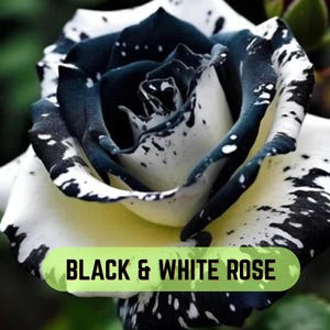 Può includere: Primo piano di una rosa bianca e nera. I petali sono bianchi con bordi e motivi maculati neri. Il centro della rosa è nero intenso. Il testo "BLACK & WHITE ROSE" è visualizzato su uno striscione verde.