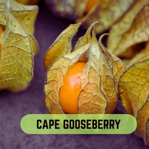 Puede incluir: Varias uchuvas, cada una con un fruto redondo de color naranja brillante parcialmente encerrado en una cáscara de papel de color tostado claro con vetas. El texto CAPE GOOSEBERRY está impreso en letras mayúsculas negras sobre una barra verde.
