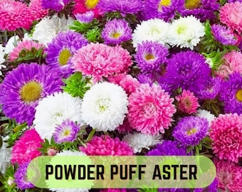 May include: A dense cluster of Powder Puff Aster flowers in vibrant shades of magenta, purple, pink, and white. Each bloom features numerous thin, needle-like petals radiating from a central disk, creating a full, rounded, pom-pom appearance.
