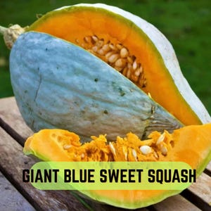 Puede incluir: Una calabaza grande de piel azul pálido con un interior de color naranja vibrante lleno de numerosas semillas claras. La calabaza está cortada en secciones, revelando la pulpa naranja texturizada y el texto GIANT BLUE SWEET SQUASH en la imagen.
