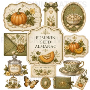 Pumpafrön Clipart PNG-paket, vintage botaniska höstetiketter, 3 transparenta höstdesigner