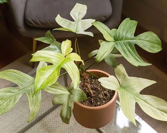 Philodendron Florida Ghost