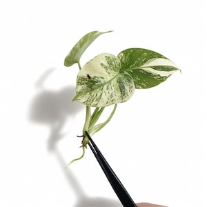 May include: A variegated Epipremnum aureum cutting with heart-shaped leaves featuring white and green mottled patterns. The plant cutting has visible light green stems and small roots at the base, held by a pair of black metal tweezers.