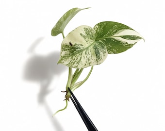 Monstera Siam Mint Tissue culture