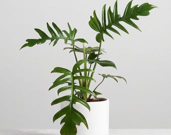 Philodendron Florida Beauty x Tortum