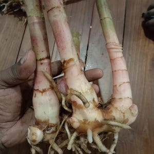Op de afbeelding: Close-up van verse galangal-wortelstokken, met de lichtroze en witte stelen met zichtbare wortelstelsels. De stelen hebben een gesegmenteerd uiterlijk en worden tegen een houten oppervlak gehouden. De afbeelding benadrukt de natuurlijke texturen en kleuren van de specerij.